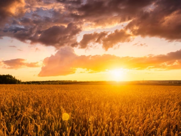 A wheat field being shined on by the sun