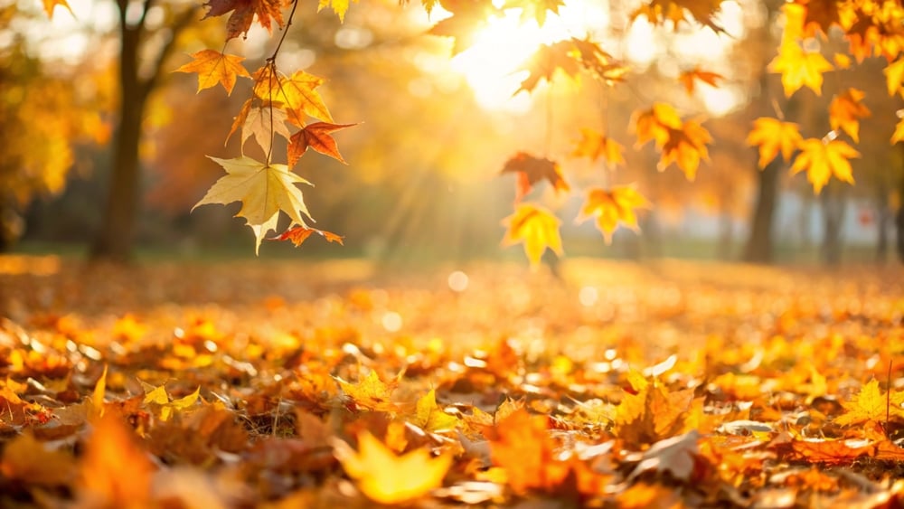 Orange fall leaves in park, autumn natural background