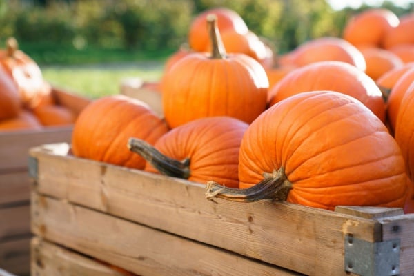 Some pumpkins in a crate