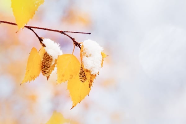 A branch with snow on it